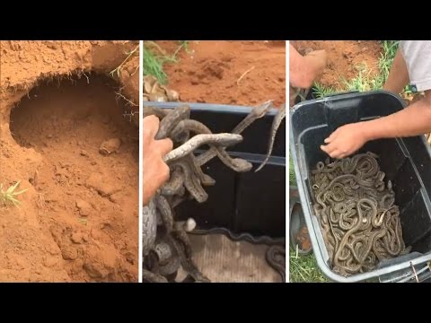 شاهد شاب شجاع يصطاد عشرات الثعابين بقبضة واحدة