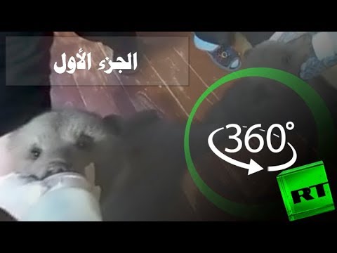 شاهد يوميات منقذي الدببة في روسيا