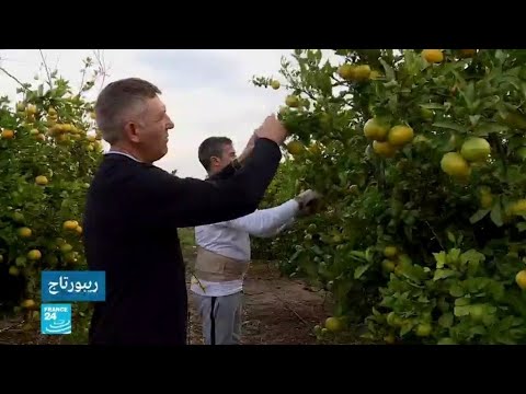 مزارعو الحمضيات الإسبان يخافون تبعات منع المبيدات الرخيصة السامة على إنتاجهم