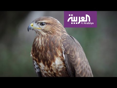 شاهد الطائر الذي أحرق مدنا بأكملها في أستراليا