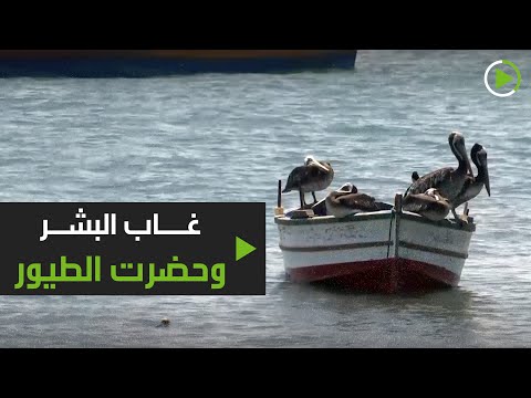 شاهد عشرات الآلاف من طيور البجع والنوارس تملأ شواطئ بيرو