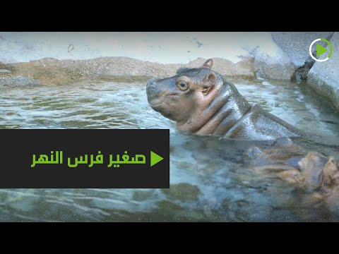 شاهد ولادة صغير فرس النهر النادر