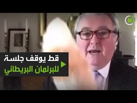 شاهد قط أحد النواب يقطع اجتماع البرلمان البريطاني عبر الإنترنت