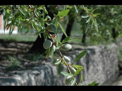 تفسير رؤية شجر اللوز في الحلم